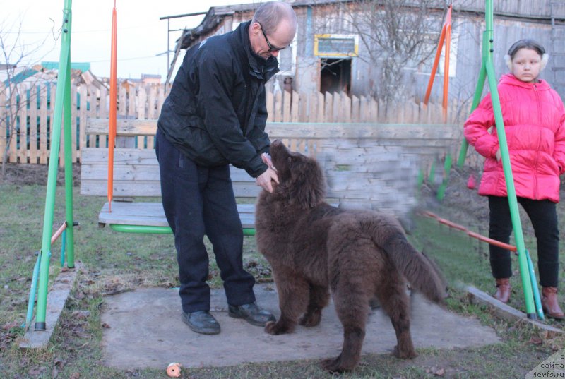 Фото: ньюфаундленд Braunblad MSK Sidni Svitin Sanlayt (Браунблад МСК Сидни Свитин Санлайт)