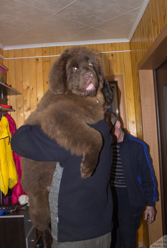 Фото: ньюфаундленд Braunblad MSK Sidni Svitin Sanlayt (Браунблад МСК Сидни Свитин Санлайт)