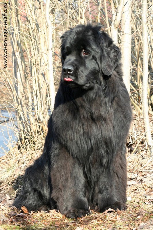 Фото: ньюфаундленд Aristokraticheskaya SHtuchka (Аристократическая Штучка)