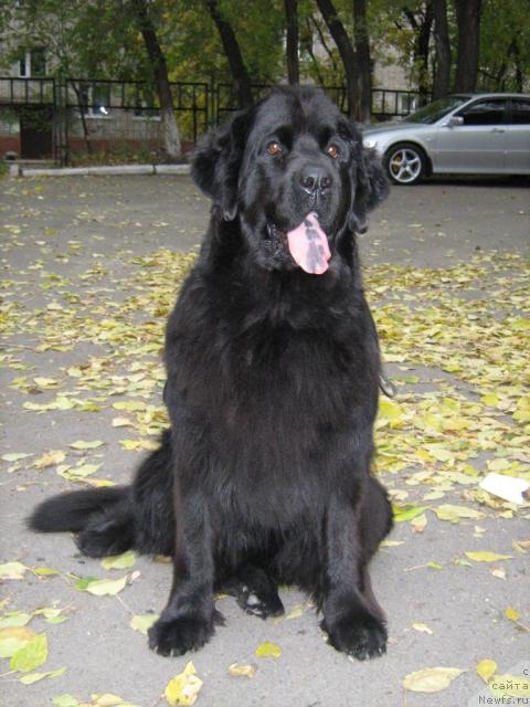 Фото: ньюфаундленд Aksel' Blyek Daymond (Аксель Блэк Даймонд)