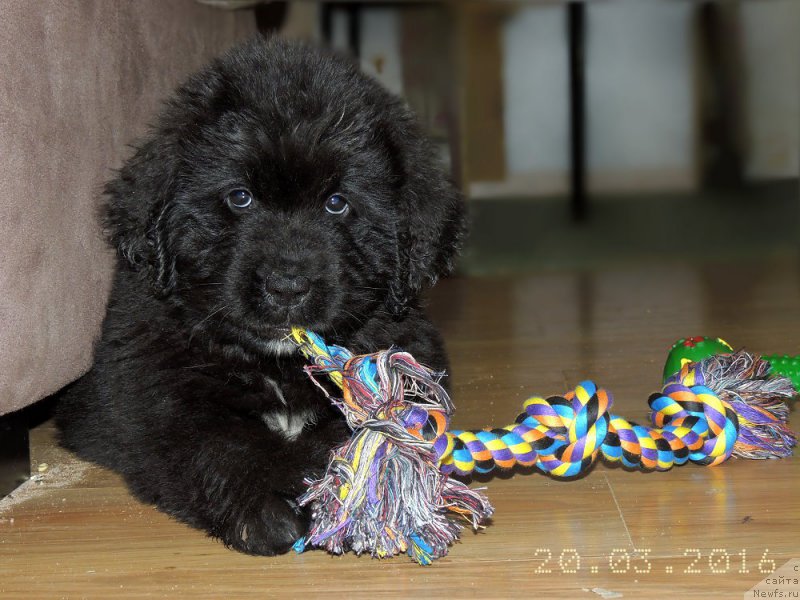 Фото: ньюфаундленд Enigmatic kingd Always In My Heart (Енигматик Кингд Алвайс Ин Му Хеарт)