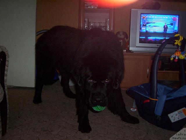 Фото: ньюфаундленд Ai Love Rich (Ай Лав Рич)