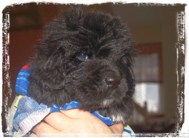 Фото: ньюфаундленд Enigmatic kingd Аristocrat (Енигматик Кингд Аристократ)