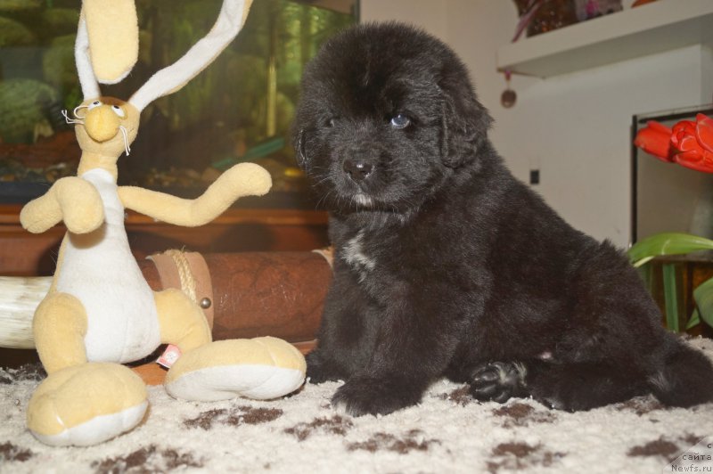 Фото: ньюфаундленд Enigmatic kingd Аristocrat (Енигматик Кингд Аристократ)