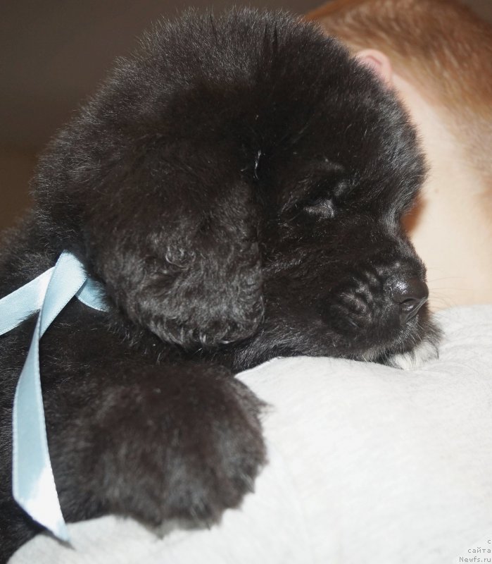 Фото: ньюфаундленд Enigmatic kingd Аristocrat (Енигматик Кингд Аристократ)