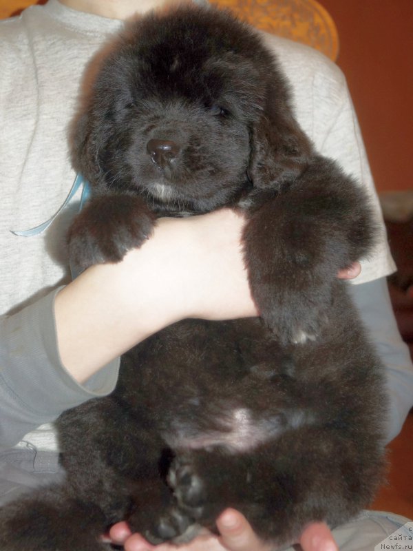 Фото: ньюфаундленд Enigmatic kingd Аristocrat (Енигматик Кингд Аристократ)