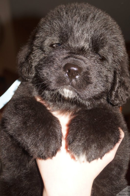 Фото: ньюфаундленд Enigmatic kingd Аristocrat (Енигматик Кингд Аристократ)