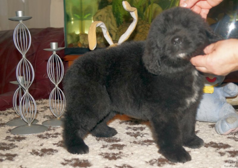 Фото: ньюфаундленд Enigmatic kingd Аristocrat (Енигматик Кингд Аристократ)