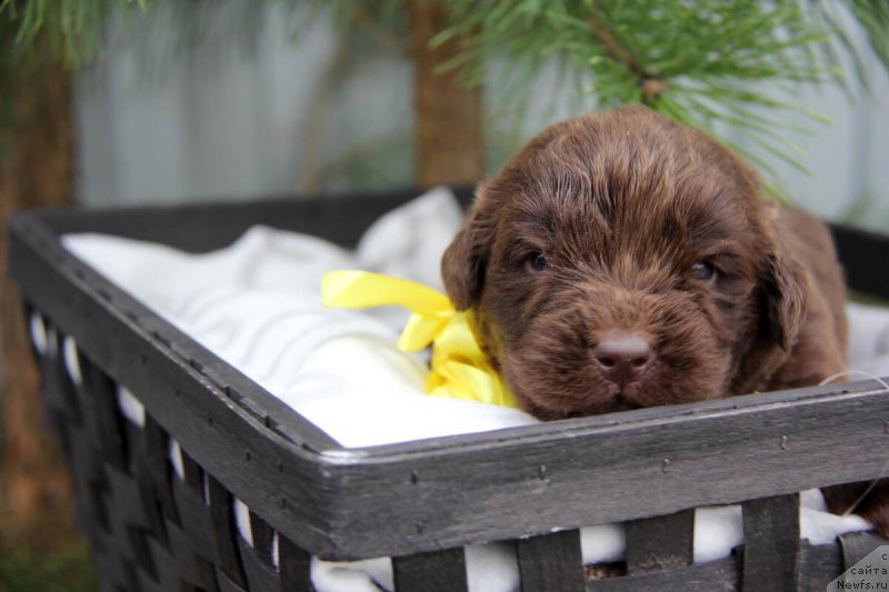 Фото: ньюфаундленд N'yufort Lapochka Dochka (Ньюфорт Лапочка Дочка)