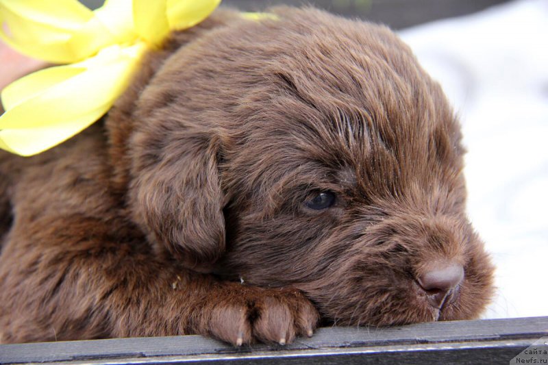 Фото: ньюфаундленд N'yufort Lapochka Dochka (Ньюфорт Лапочка Дочка)
