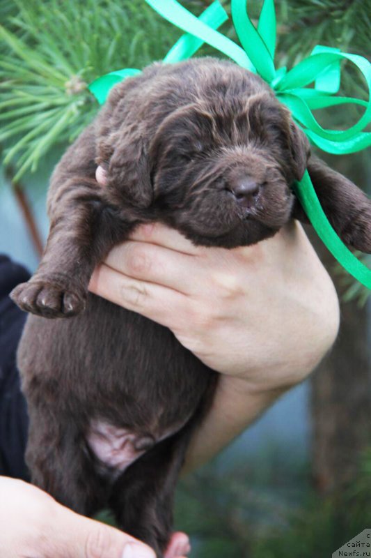 Фотография № 206147