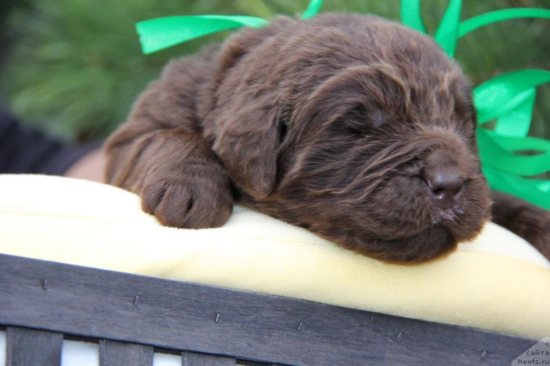 Фотография № 206149