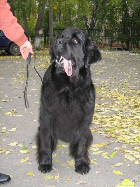 Фото: ньюфаундленд Aksel' Blyek Daymond (Аксель Блэк Даймонд)