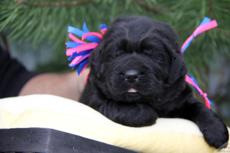 Фотография № 206152