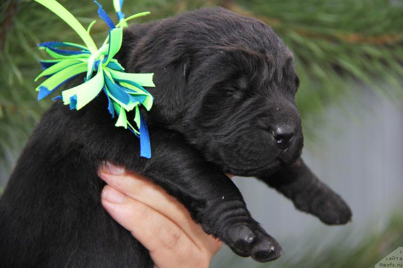 Фотография № 206153