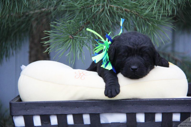 Фотография № 206154