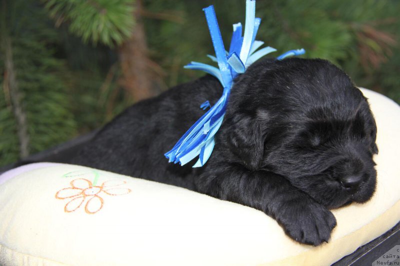 Фотография № 206158