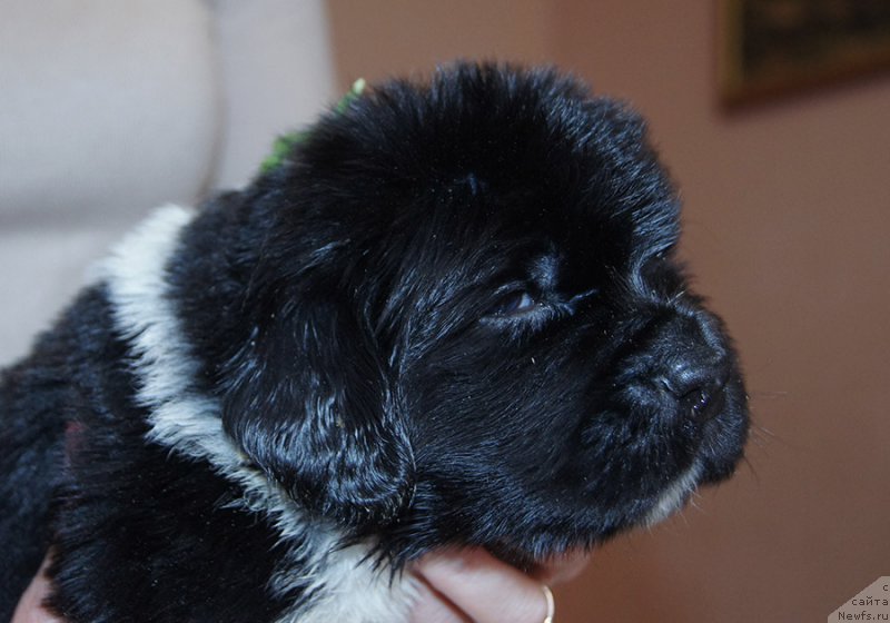 Фотография № 206167