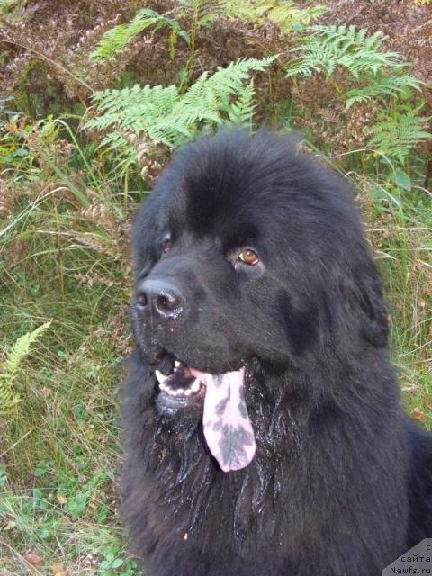 Фото: ньюфаундленд Andjel Viktorius (Анджел Викториус)
