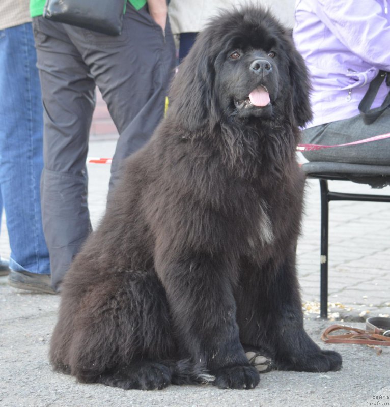 Фотография № 206173