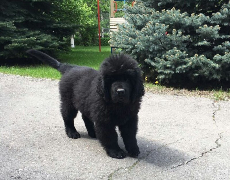Фото: ньюфаундленд Super Premium Hartford (Супер Премиум Хартфорд)