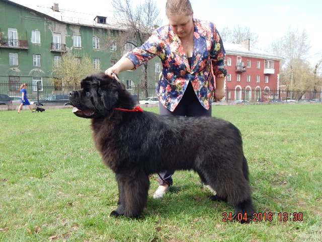 Фотография № 206178