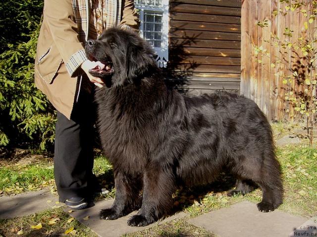 Фото: ньюфаундленд Blek Dolli Peyv Black (Блэк Долли Пейв Блэк)