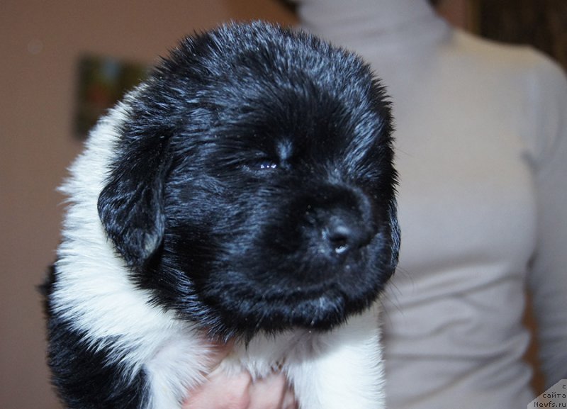 Фотография № 206194