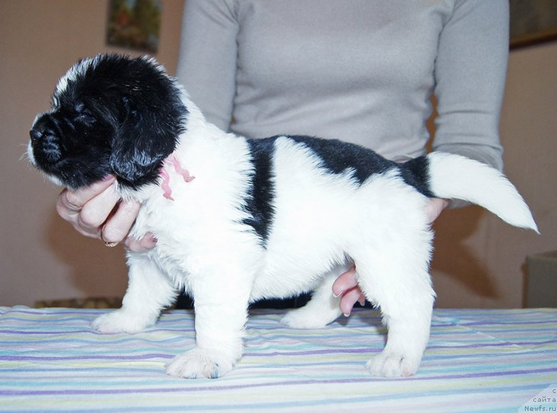 Фотография № 206195