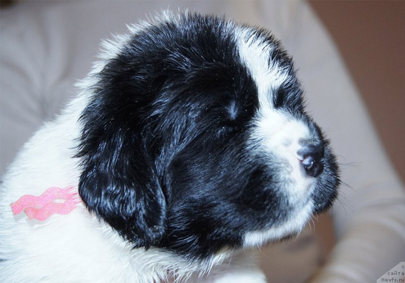 Фотография № 206196