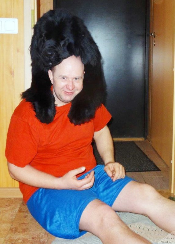 Фото: ньюфаундленд Brownblood MSK Zhansaya Shuli (Браунблад МСК Жансая Шули)