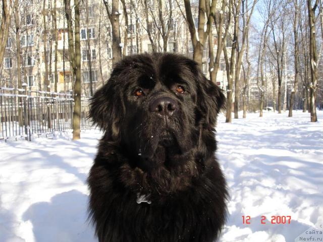 Фото: ньюфаундленд CHansi iz Zolotogo Treugol'nika (Чанси из Золотого Треугольника)