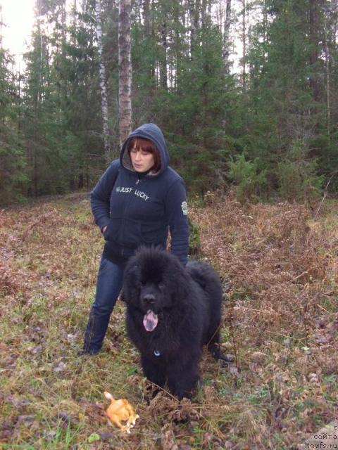 Фото: ньюфаундленд Andjel Viktorius (Анджел Викториус)