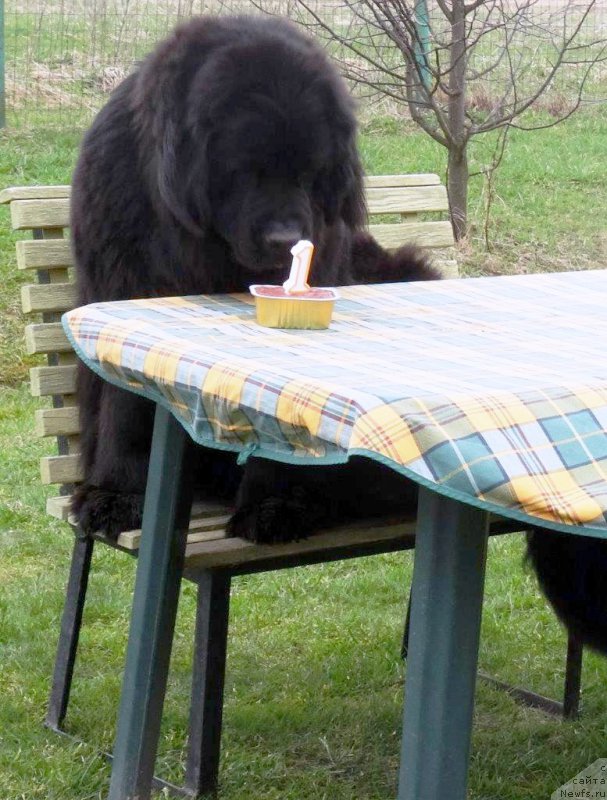 Фото: ньюфаундленд Brownblood MSK Zhansaya Shuli (Браунблад МСК Жансая Шули)