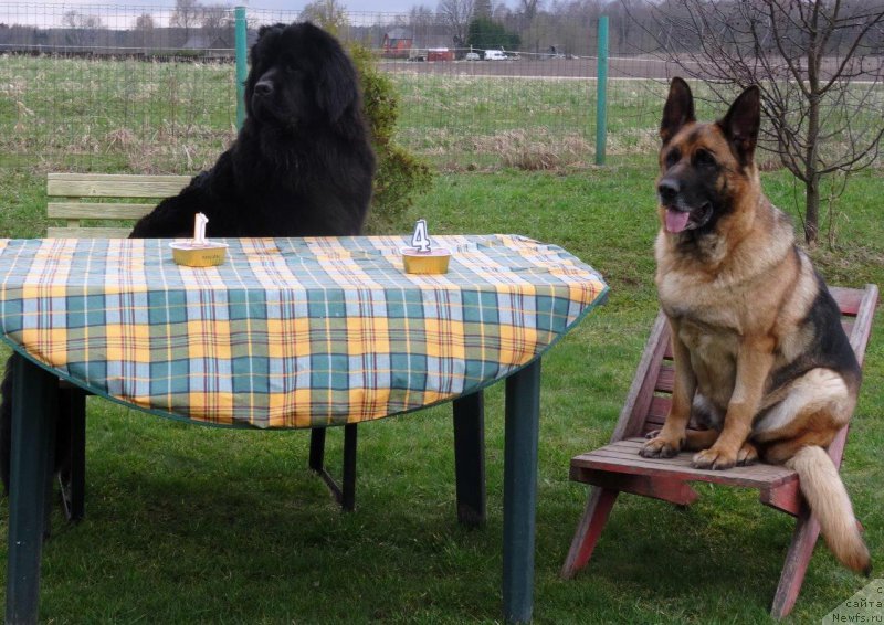 Фото: ньюфаундленд Brownblood MSK Zhansaya Shuli (Браунблад МСК Жансая Шули)