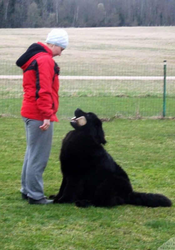 Фото: ньюфаундленд Brownblood MSK Zhansaya Shuli (Браунблад МСК Жансая Шули)