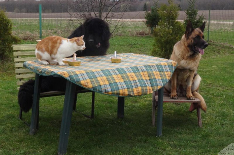 Фото: ньюфаундленд Brownblood MSK Zhansaya Shuli (Браунблад МСК Жансая Шули)