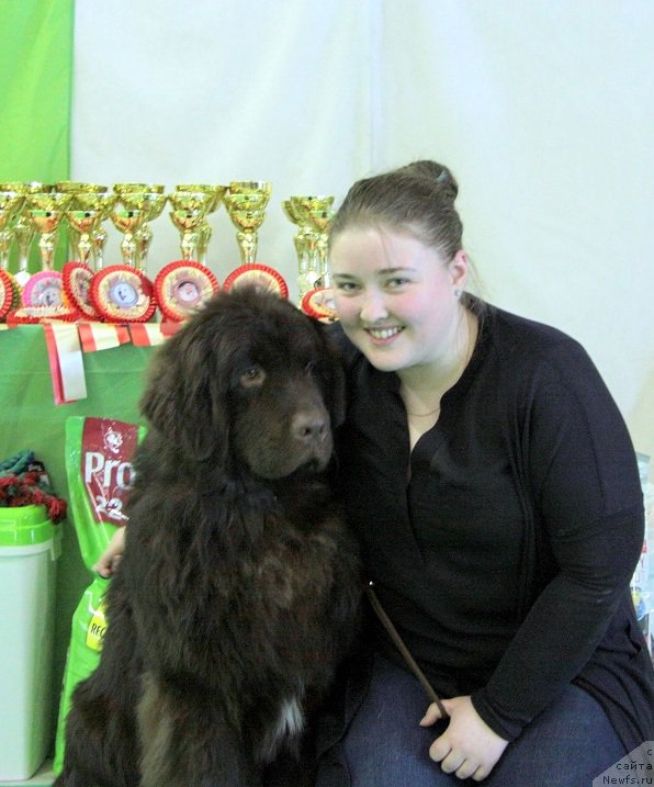 Фото: ньюфаундленд Al'fa Dar Oksa Vivat (Альфа Дар Окса Виват)