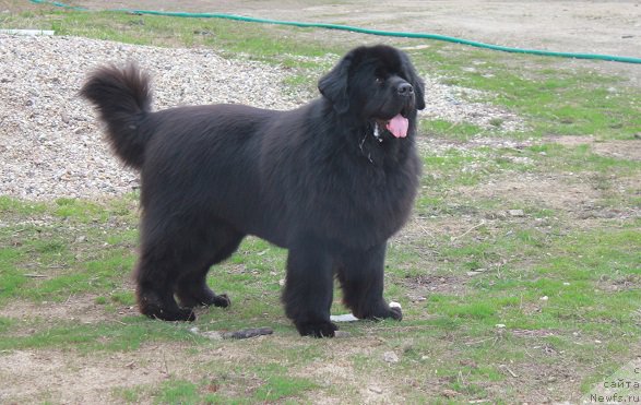 Фото: ньюфаундленд Matvey s Berega Dona (Матвей с Берега Дона)