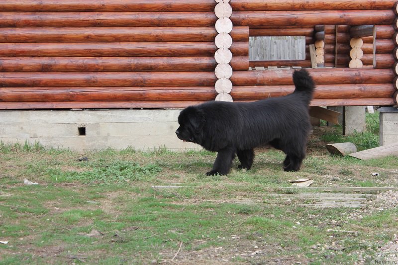 Фото: ньюфаундленд Matvey s Berega Dona (Матвей с Берега Дона)