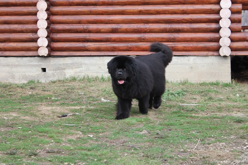 Фотография № 206214