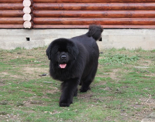 Фотография № 206215