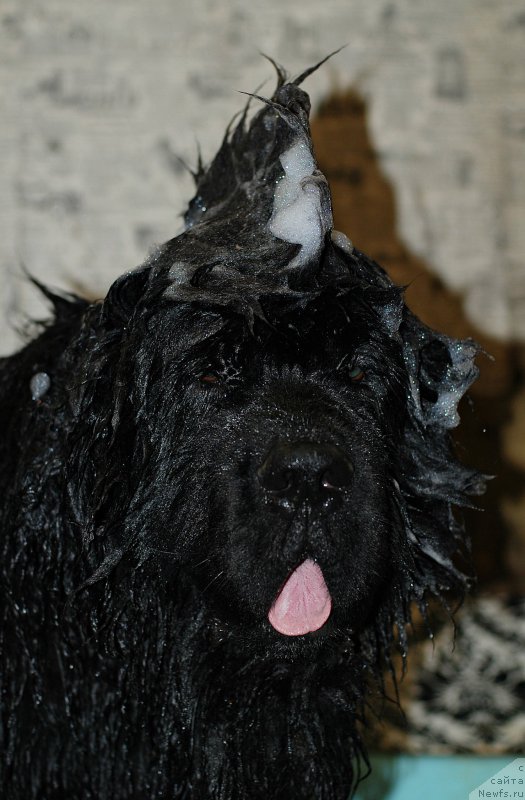 Фотография № 206217