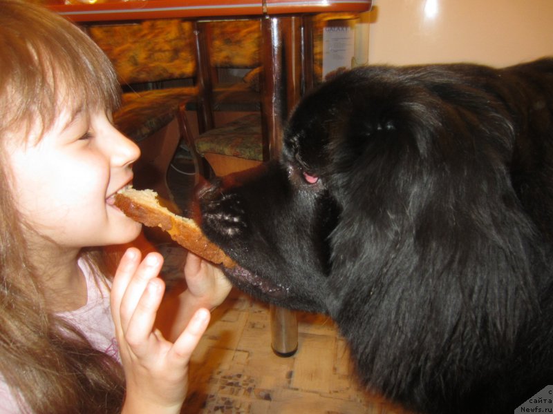 Фото: ньюфаундленд CHernyiy Balu Elisey (Черный Балу Елисей)