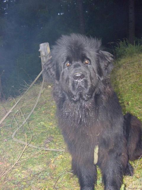 Фото: ньюфаундленд Akin Soul Sofiya (Акин Соул София)