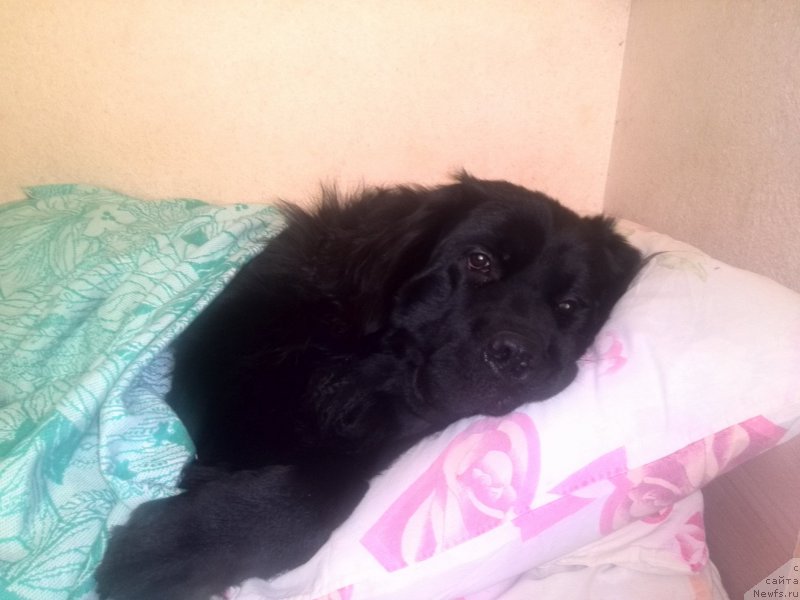 Фотография № 206224