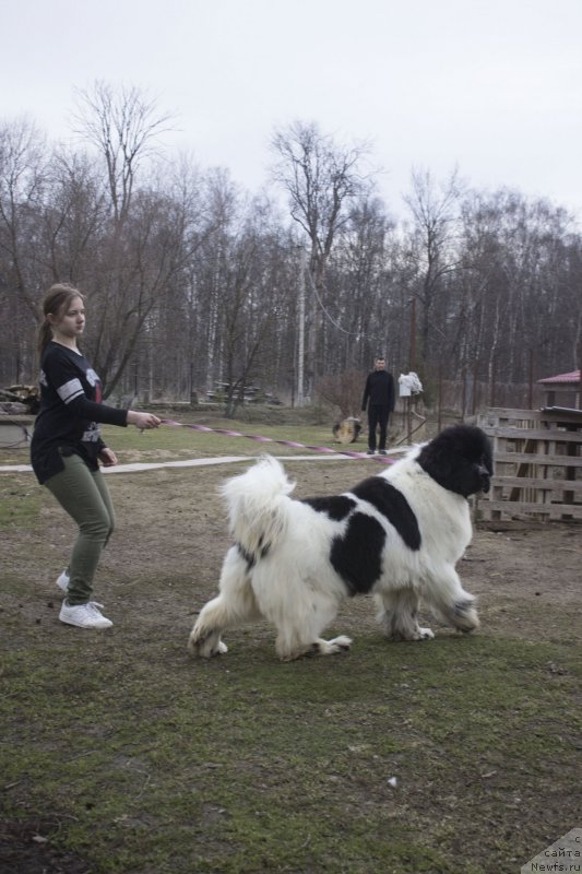 Фото: ньюфаундленд Super Bizon Malina (Супер Бизон Малина)