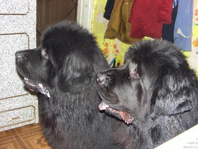 Фото: ньюфаундленд Akin Soul Sofiya (Акин Соул София), ньюфаундленд Andjel Viktorius (Анджел Викториус)