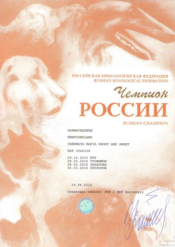 Фото: ньюфаундленд Chernaya Mafia Short and Sweet (Черная Мафия Шорт анд Свеет)