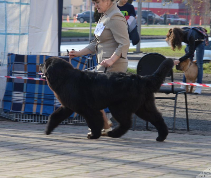 Фотография № 206232